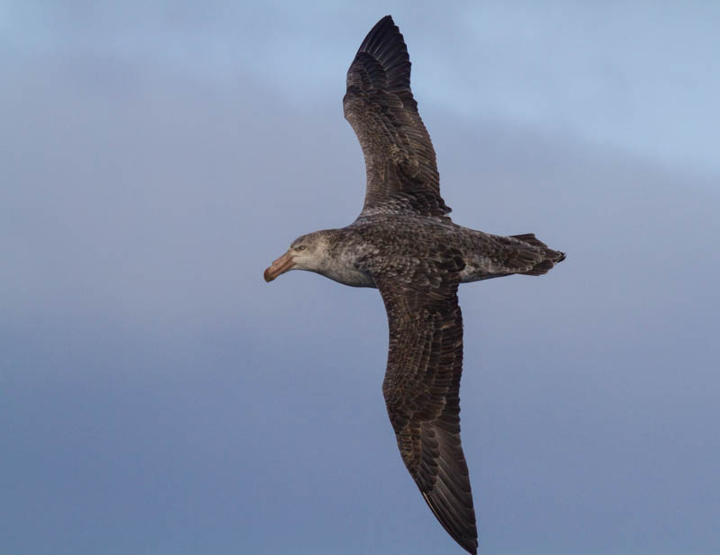 Cape Petrel In Flight