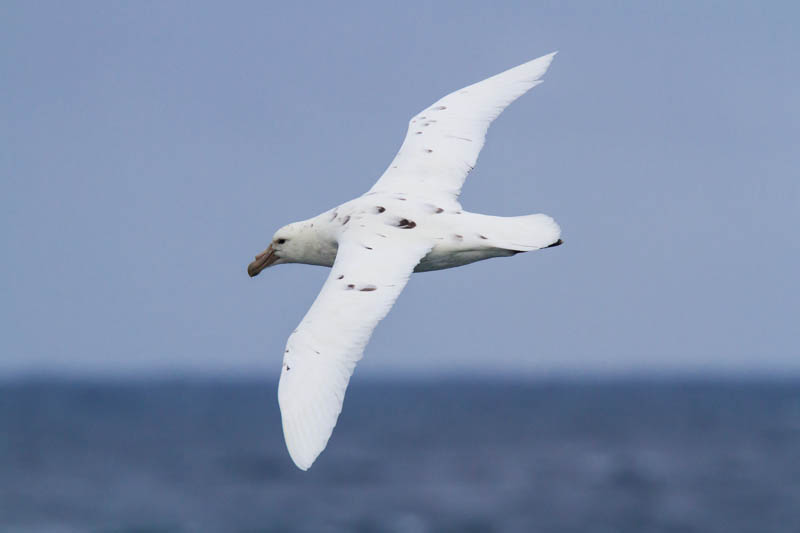 Southern Giant Petrel In Flight