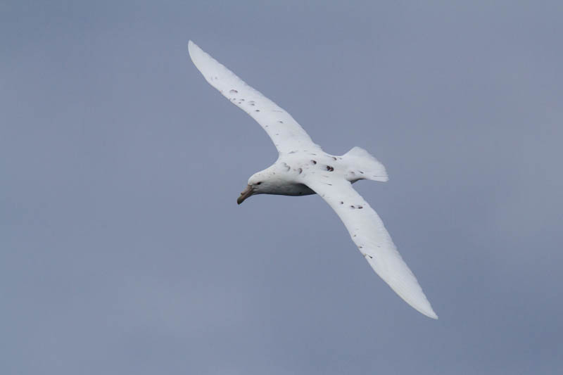 Southern Giant Petrel In Flight