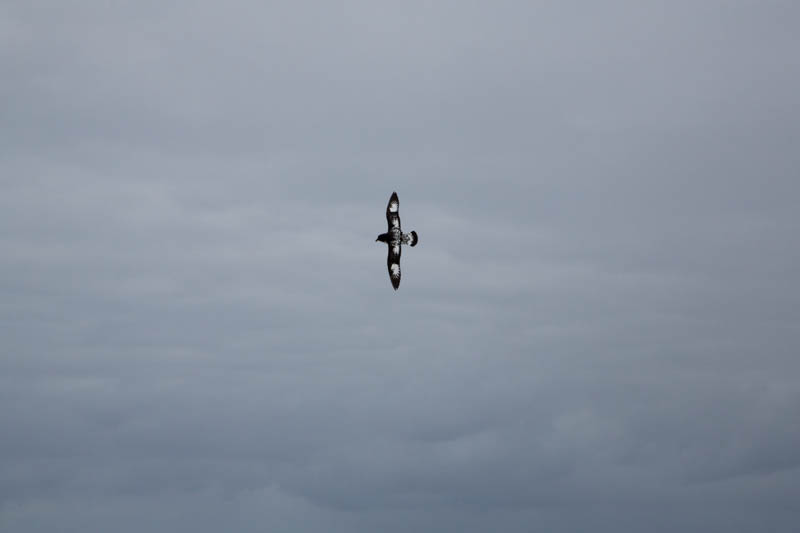 Cape Petrel In Flight