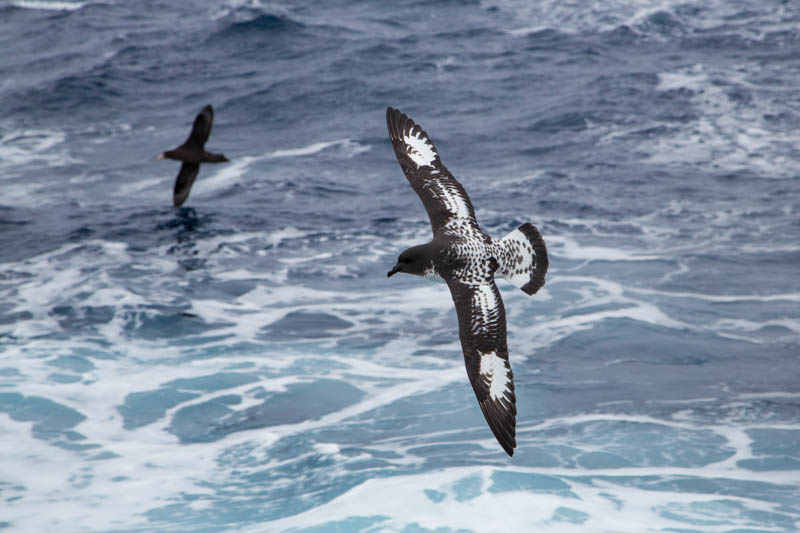 Cape Petrel In Flight