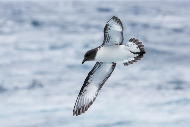 Cape Petrel In Flight