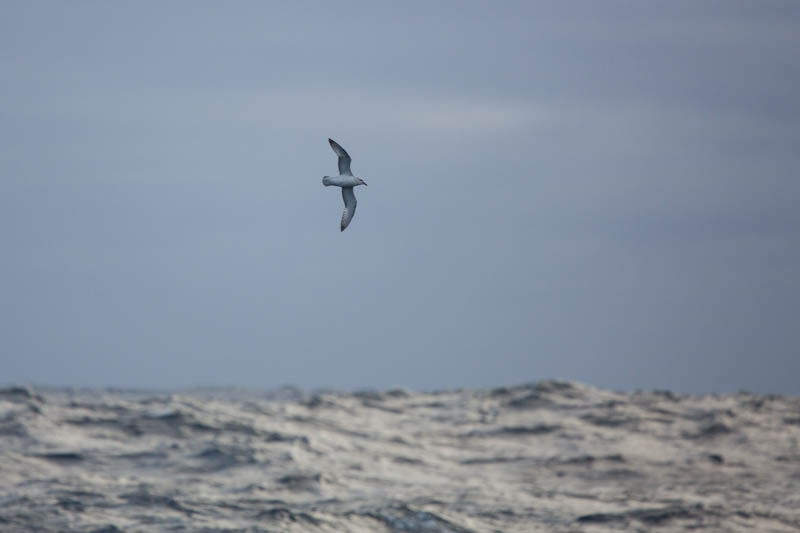 Southern Fulmar In Flight