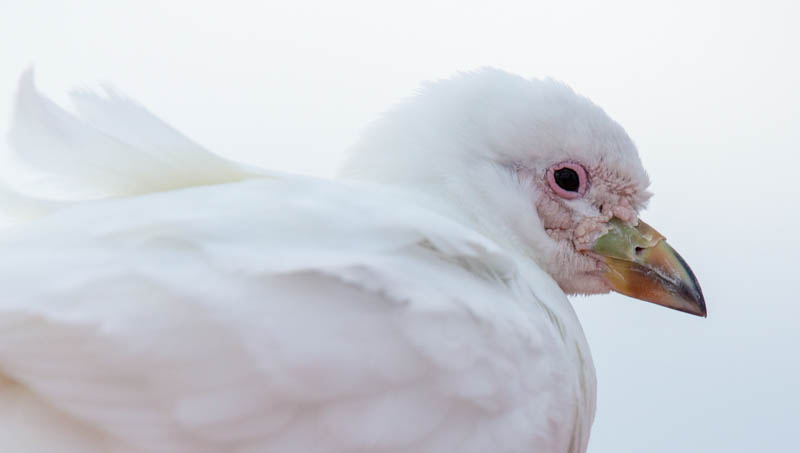 Snowy Sheathbill