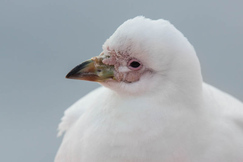 Snowy Sheathbill