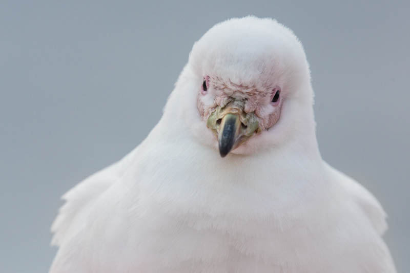 Snowy Sheathbill