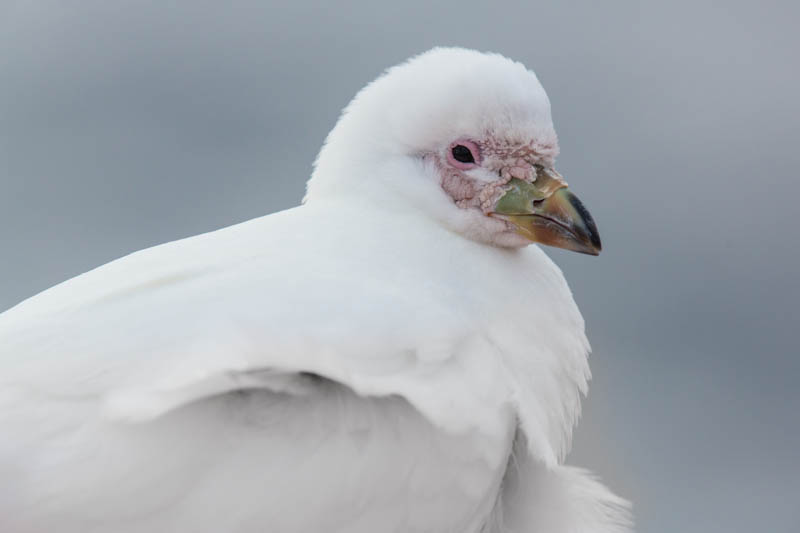 Snowy Sheathbill