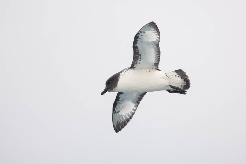 Cape Petrel In Flight