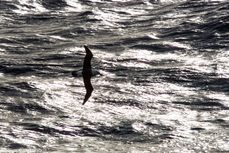 Black-Browed Albatross In Flight