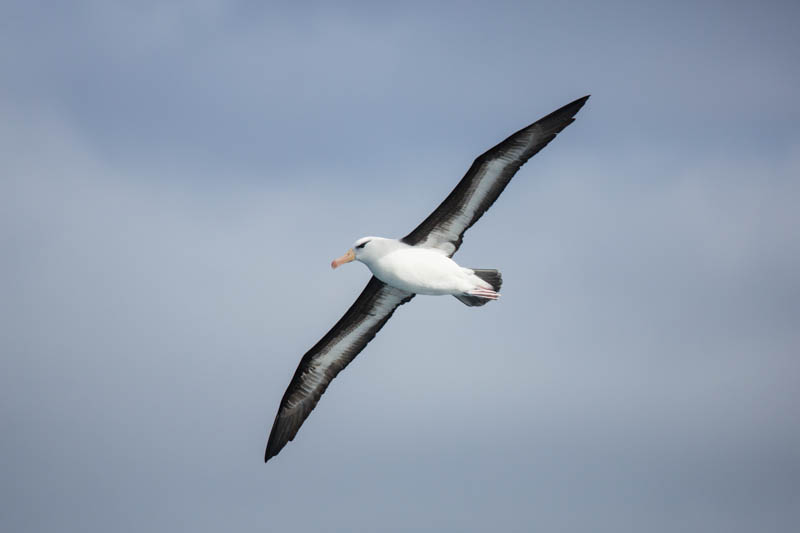 Black-Browed Albatross In Flight