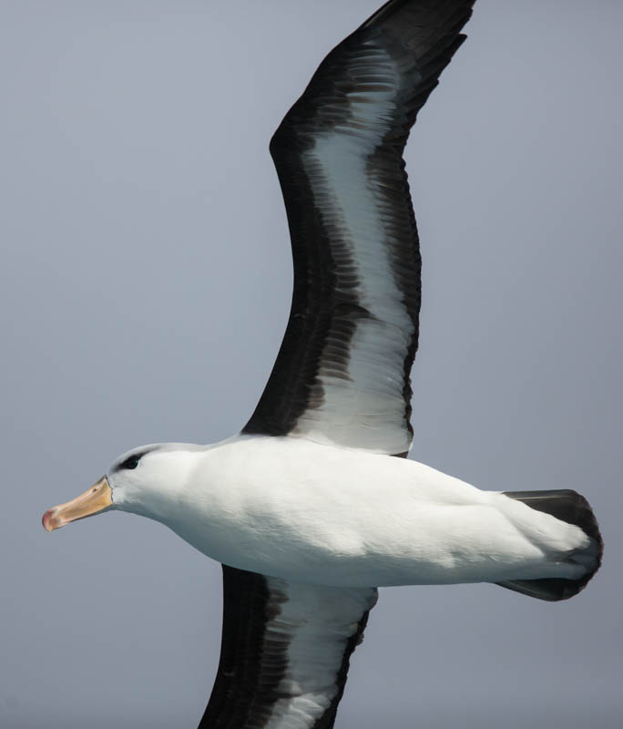 Black-Browed Albatross In Flight