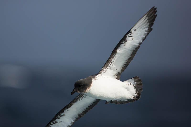 Cape Petrel In Flight