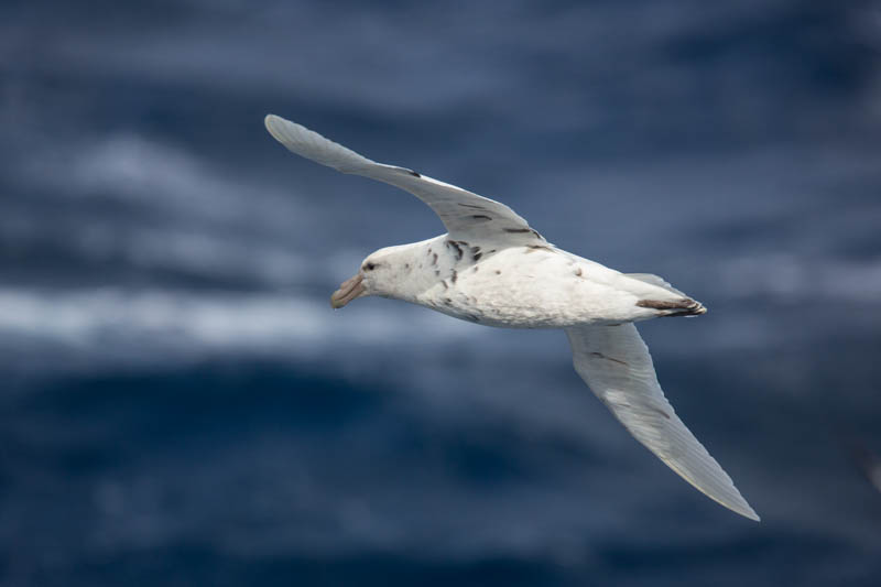 Southern Giant Petrel In Flight