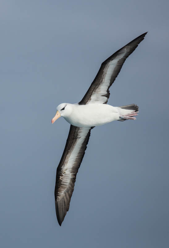 Black-Browed Albatross In Flight