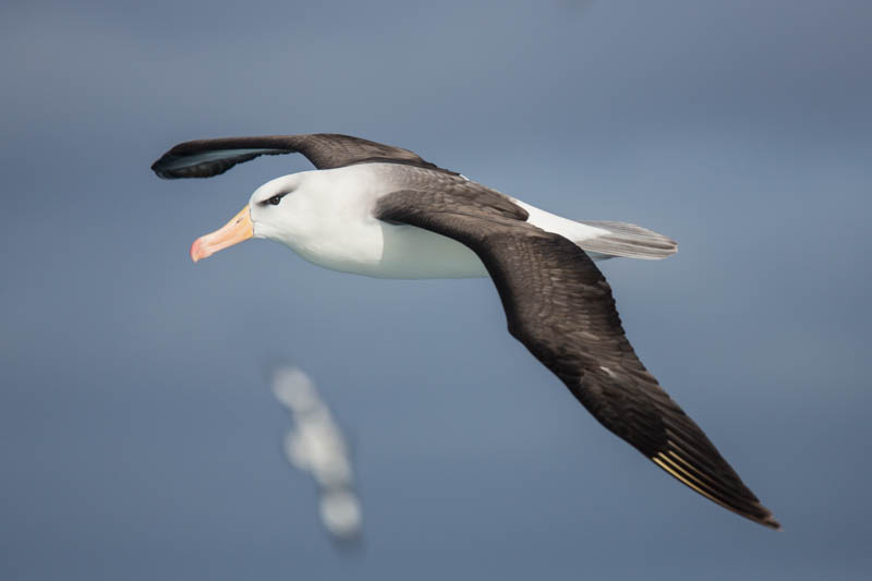 Black-Browed Albatross In Flight