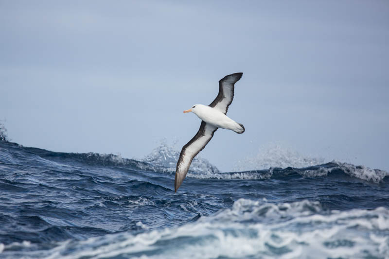 Black-Browed Albatross In Flight