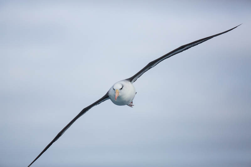 Black-Browed Albatross In Flight