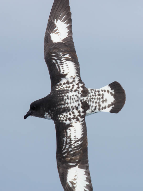 Cape Petrel In Flight