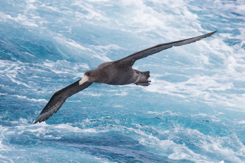 Southern Giant Petrel In Flight