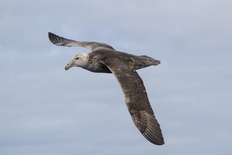 Southern Giant Petrel In Flight