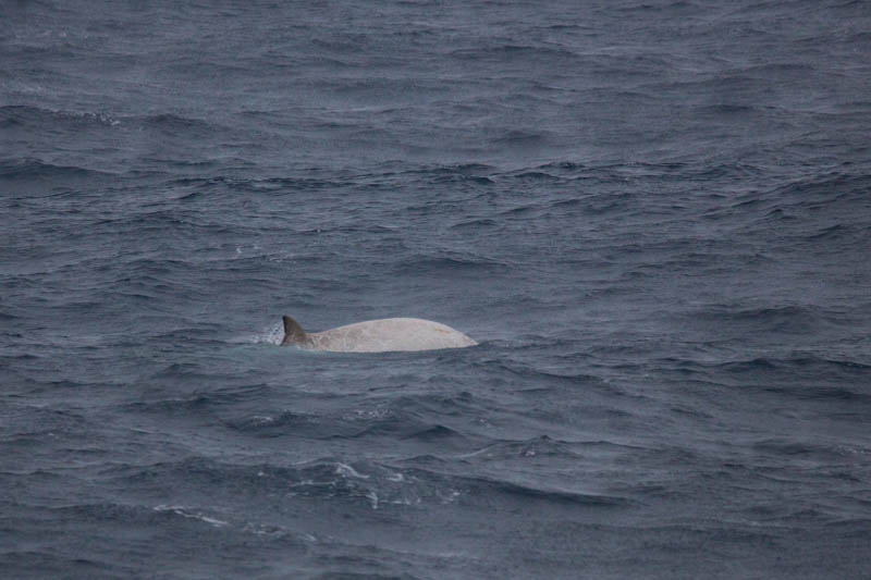 Cuviers Beaked Whale