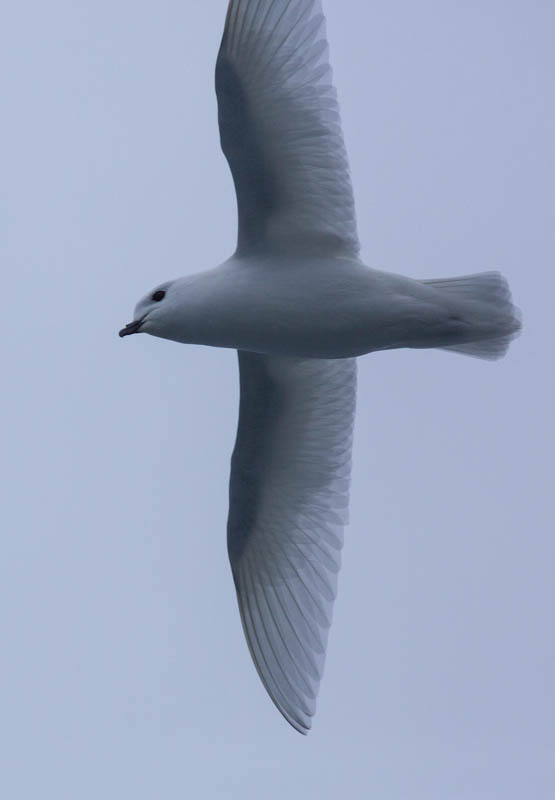 Snow Petrel In Flight