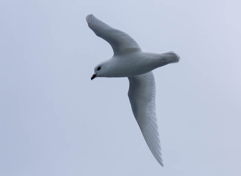 Snow Petrel In Flight