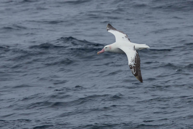 Wandering Albatross In Flight