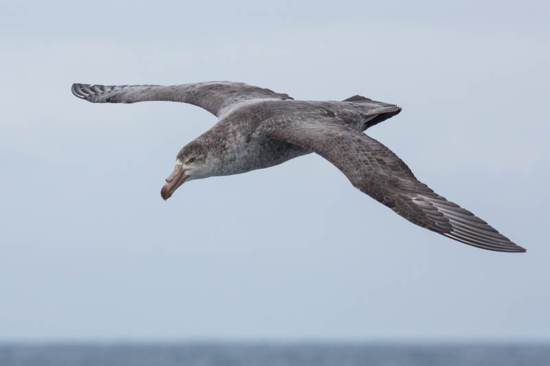 Northern Giant Petrel In Flight