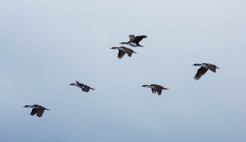 South Georgia Shags In Flight