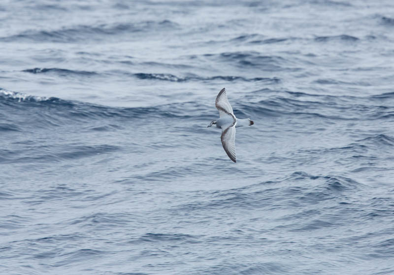 Antarctic Prion In Flight