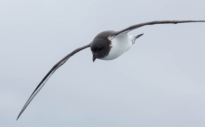 Cape Petrel In Flight