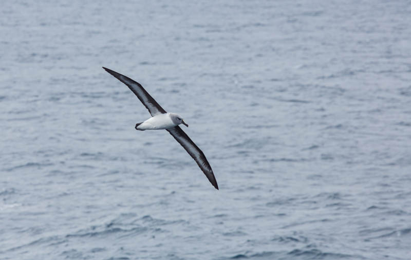 Gray-Headed Albatross In Flight