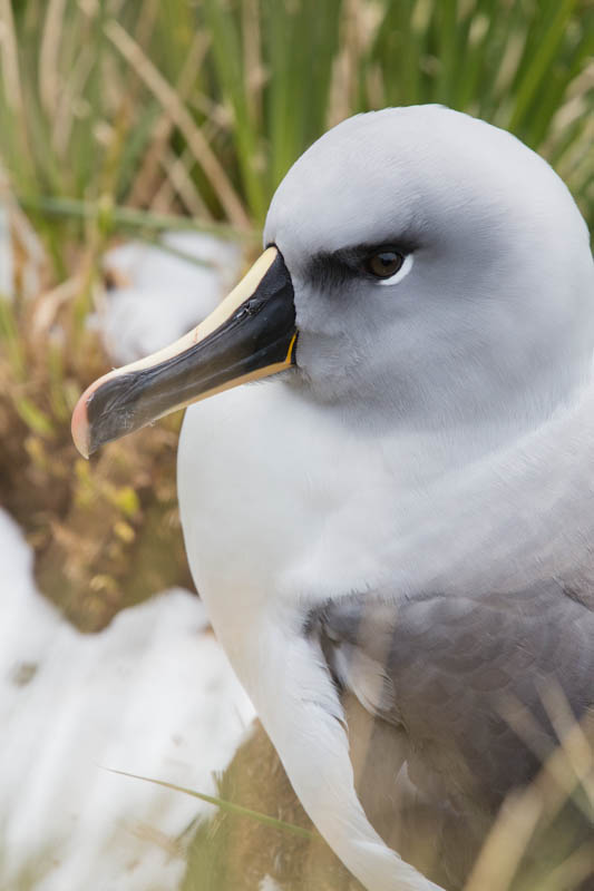 Gray-Headed Albatross