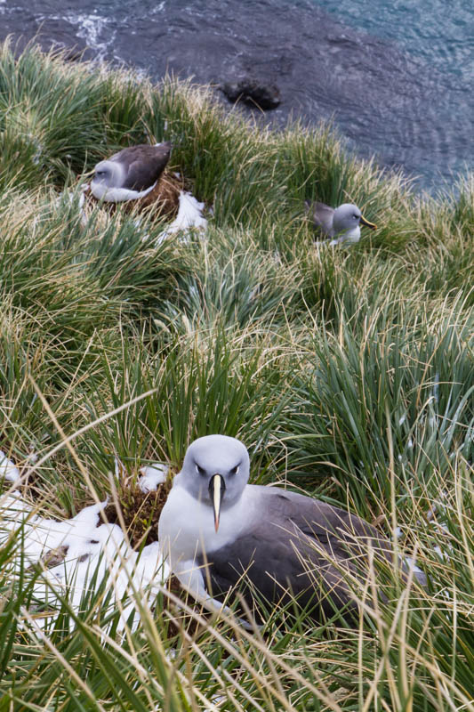 Gray-Headed Albatross