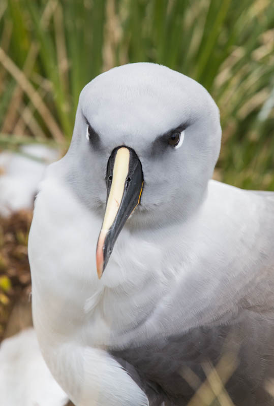 Gray-Headed Albatross