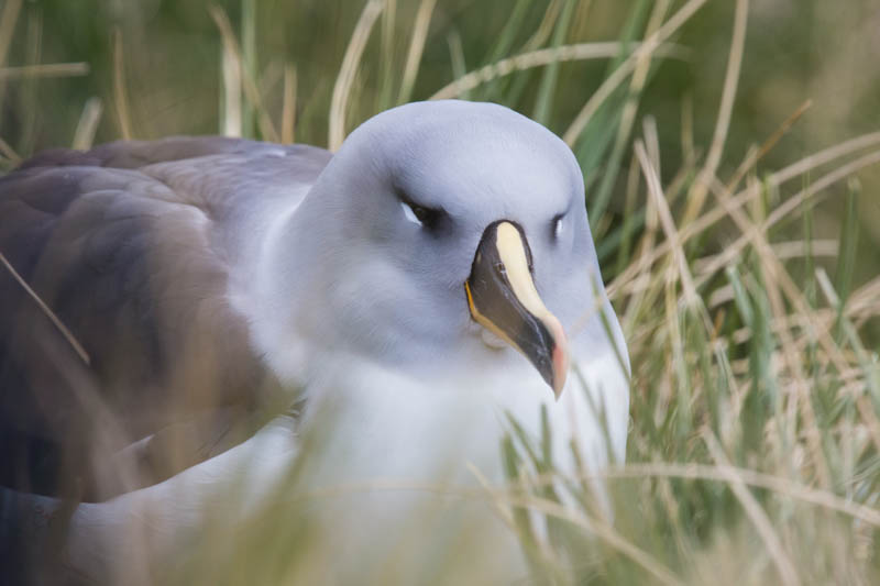 Gray-Headed Albatross