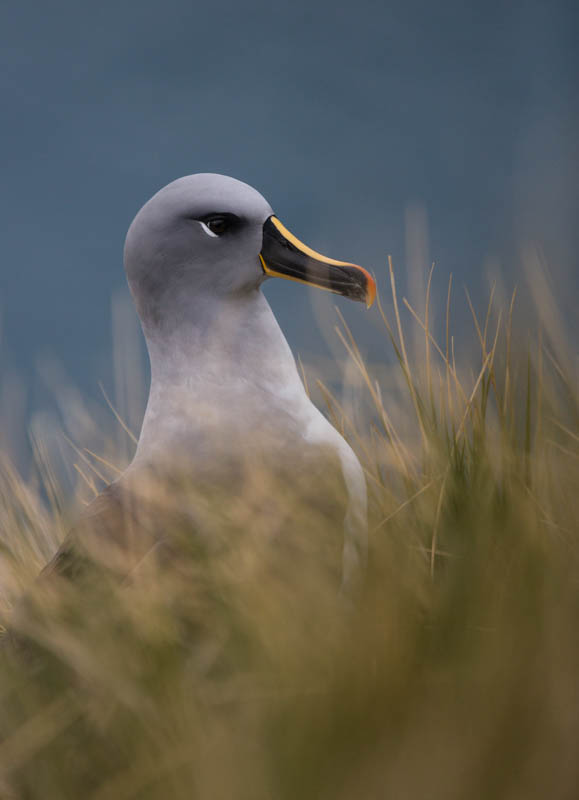 Gray-Headed Albatross