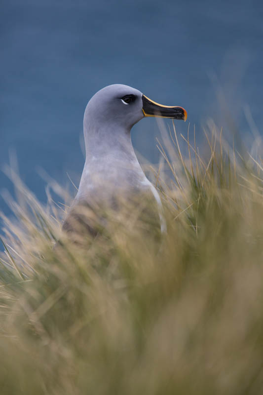 Gray-Headed Albatross