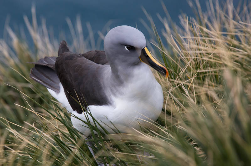 Gray-Headed Albatross