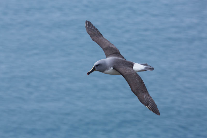 Gray-Headed Albatross In Flight