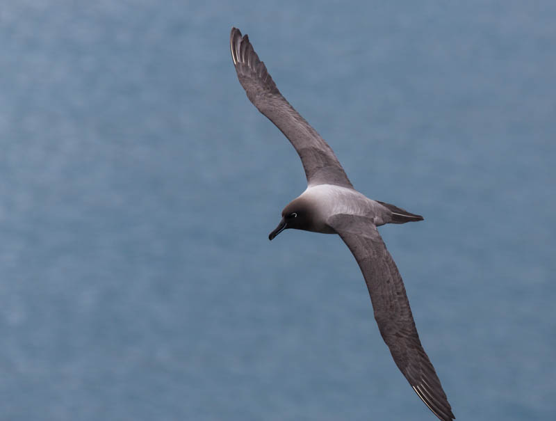 Light-Mantled Sooty Albatross In Flight