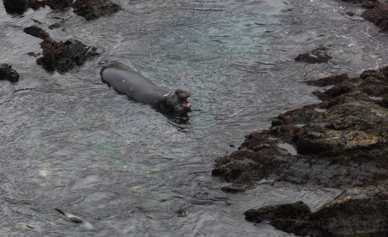 Southern Elephant Seal