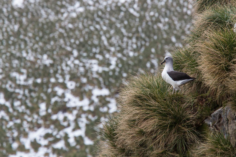 Gray-Headed Albatross