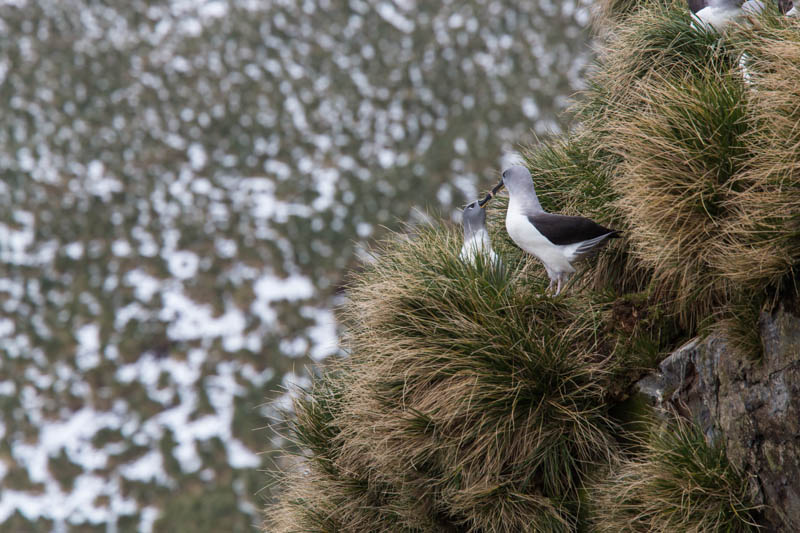 Gray-Headed Albatross Courting