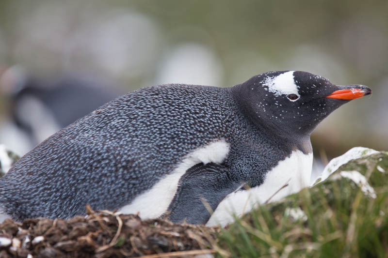 Gentoo Penguin