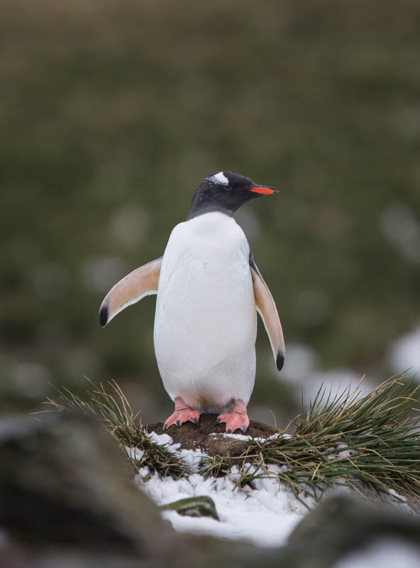 Gentoo Penguin