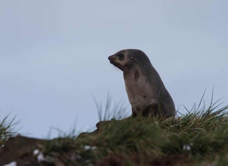 Antarctic Fur Seal