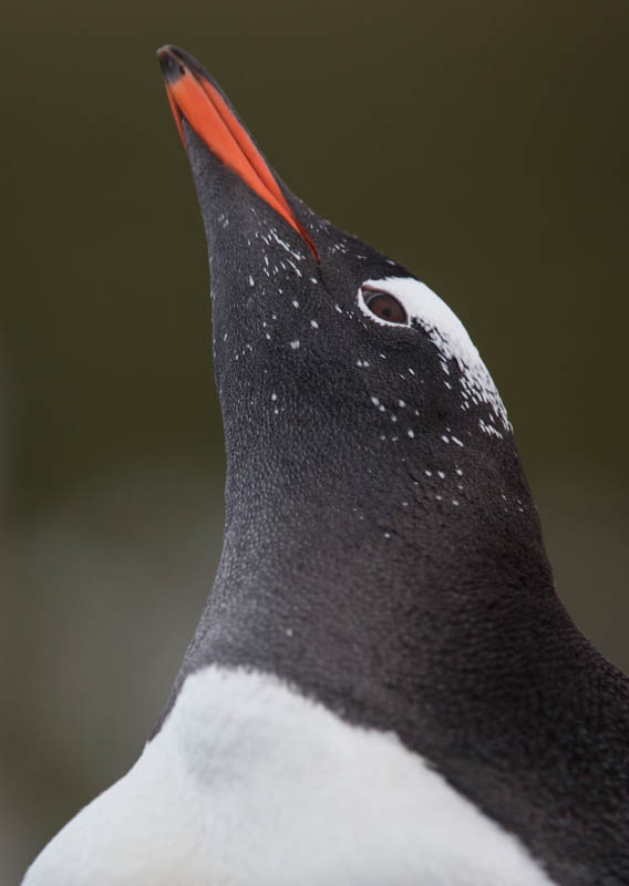 Gentoo Penguin