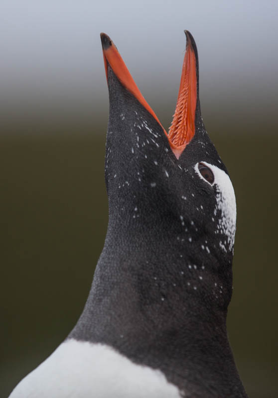 Gentoo Penguin